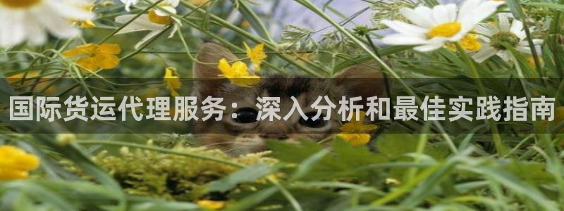 尊龙实业有限公司：国际货运代理服务：深入分析和最佳实践指
